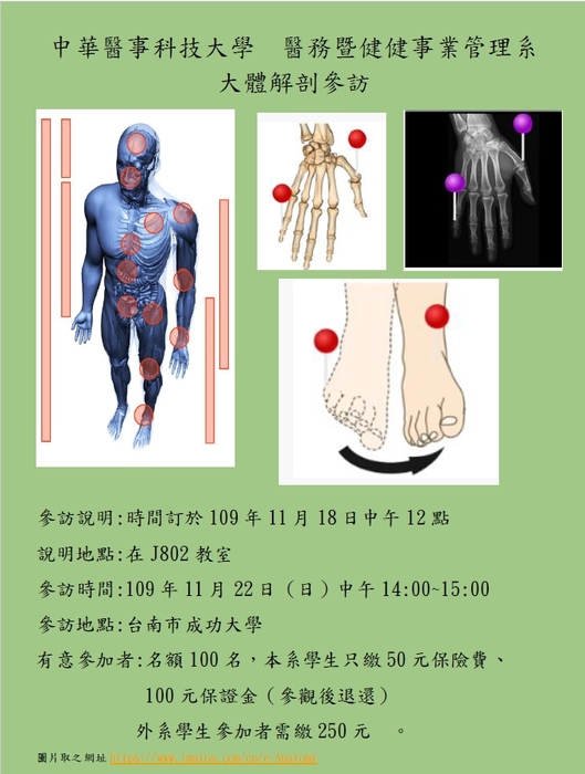 大體解剖圖片